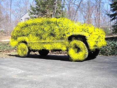 pollen.jpg