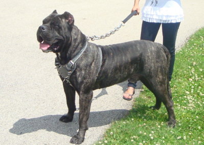 presa_canario_brutus.jpg