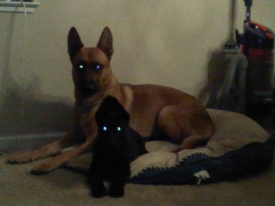 Demon Dogs.jpg