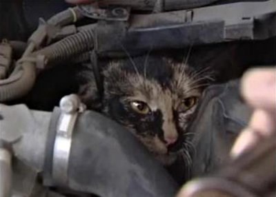 cat-in-car-engine-compartment.jpg