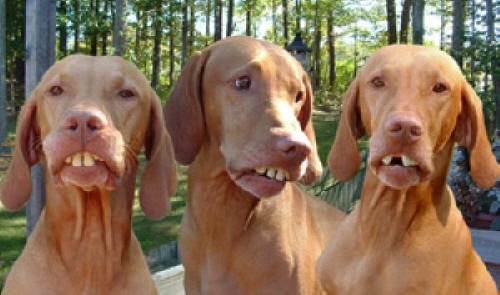 redneck_dog_teeth_3.jpg