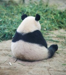 panda-back.jpg