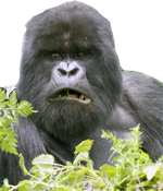 gorillastare.png